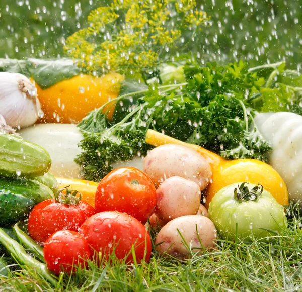 stock image Fresh vegetables