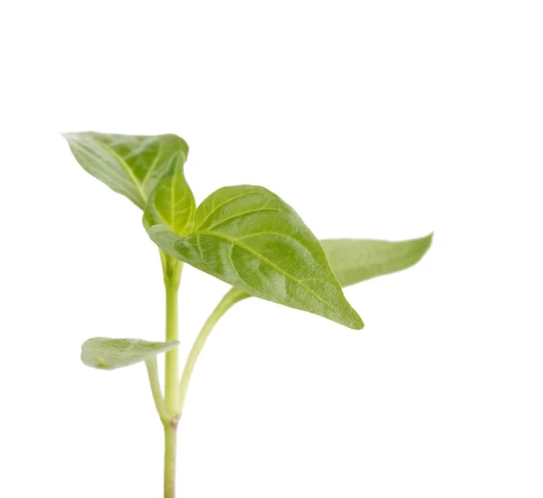 Jovem planta — Fotografia de Stock