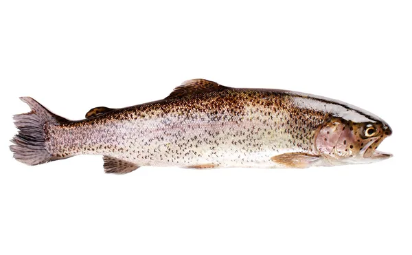 송어 물고기 흰색 절연 — 스톡 사진