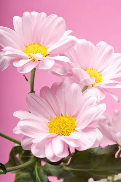 ピンクのデイジーの花 — ストック写真