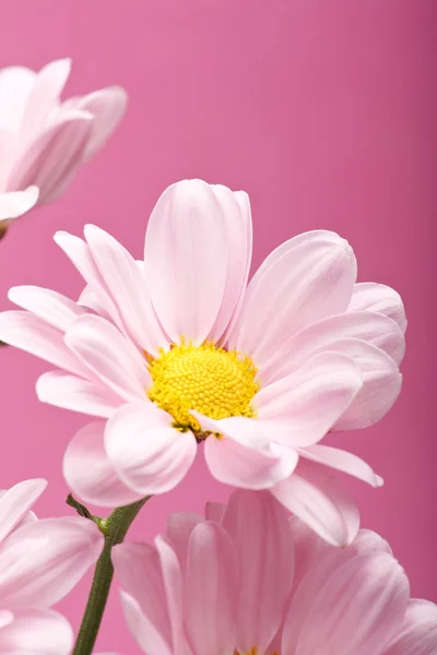 Fleurs rose marguerite — Photo