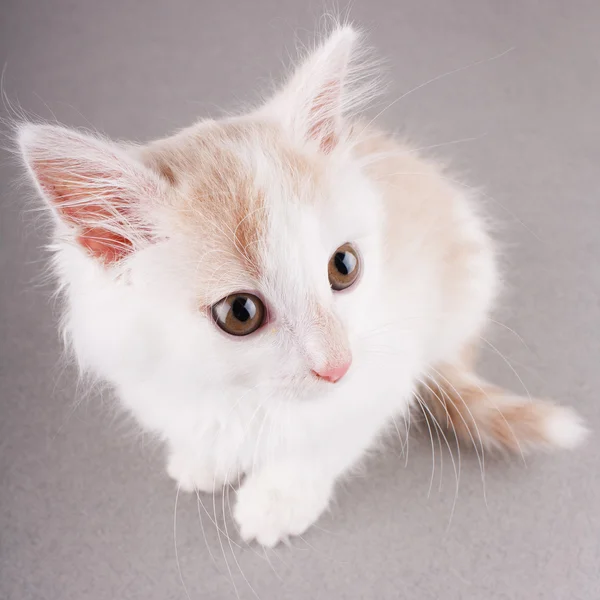 Zabawny kotek biały — Zdjęcie stockowe