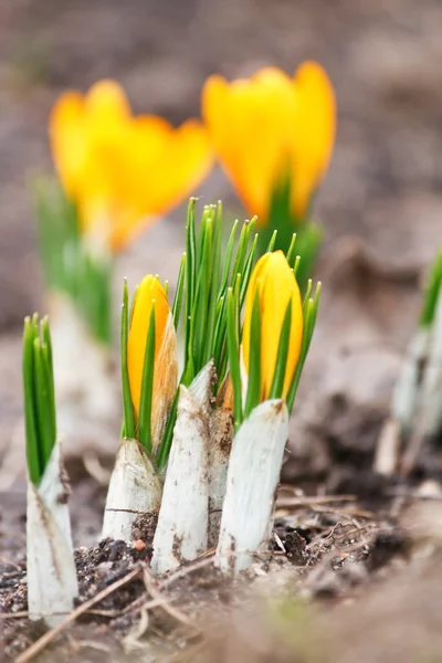 stock image Beautiful Spring Flowers