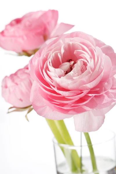 Ranunculus rosa — Foto de Stock