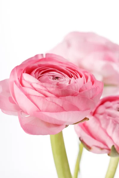Ranunculus rose — Photo