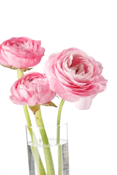 Рожевий Ranunculus — стокове фото
