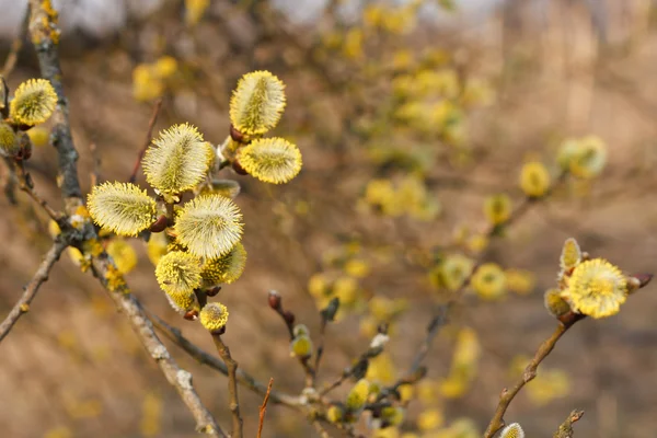 버들 강아지 버드 나무의 노란 꽃 봉 오리 — 스톡 사진
