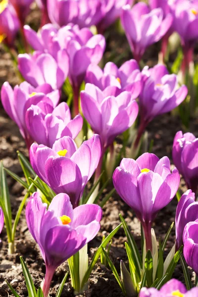 Flores de primavera ricas — Fotografia de Stock