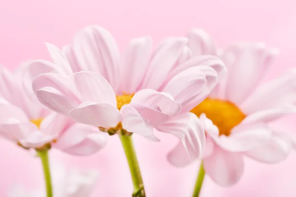 Květy růžové sedmikráska — Stock fotografie