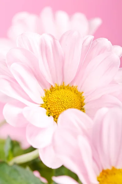Pink daisy blommor — Stockfoto