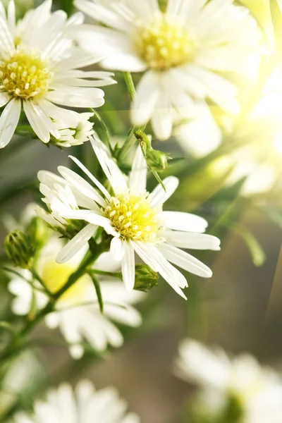 Kwiaty daisy — Zdjęcie stockowe