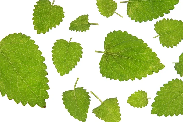 Mint leaves on the white — Stock Photo, Image
