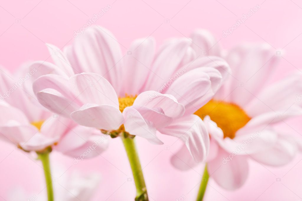 Pink daisy flowers