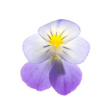 Pansy over white background clipart