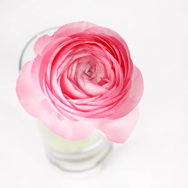 Розовый Ранункул — стоковое фото