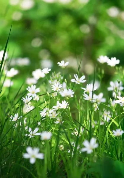 Όμορφα λευκά άνθη — Φωτογραφία Αρχείου