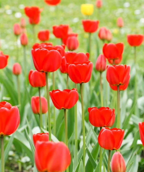 Tulipani nel parco — Foto Stock
