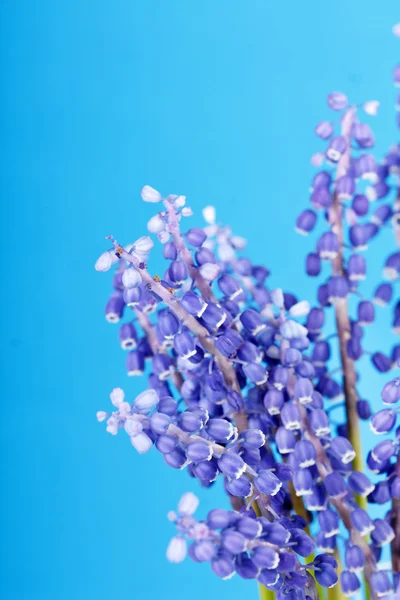 Bunch of grape hyacinth — Stock Photo, Image