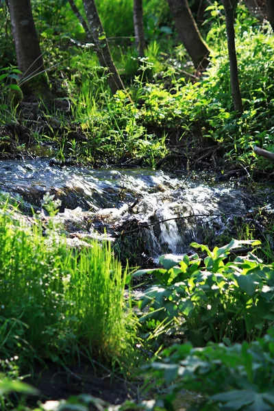 Kleiner Bach inmitten frischen grünen Sommerwaldes — Stockfoto