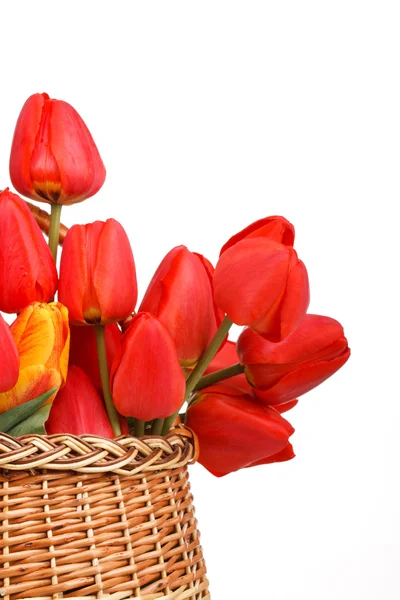 Kosár tele van piros tulipán — Stock Fotó