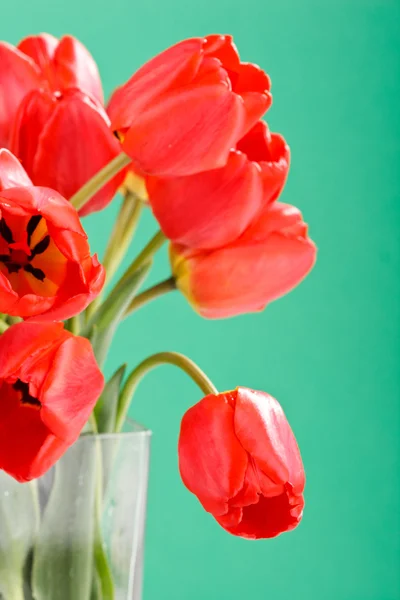 Lindas tulipas — Fotografia de Stock
