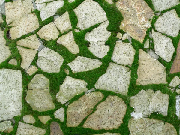 Kasseistrook stenen in moss Rechtenvrije Stockafbeeldingen
