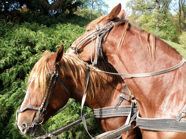 stock image Horses in love