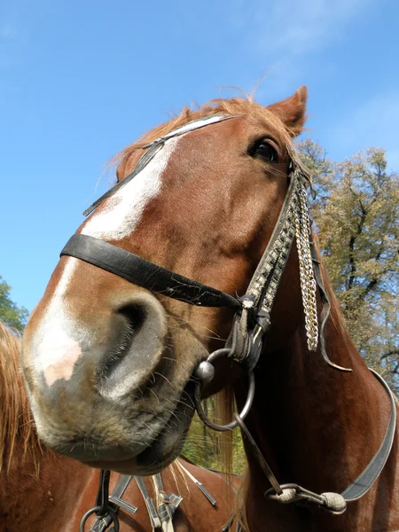 Close up van paard Rechtenvrije Stockafbeeldingen