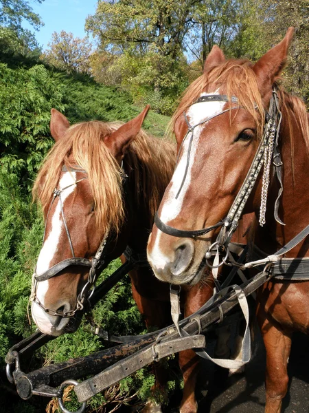 Cavalos Fotografias De Stock Royalty-Free