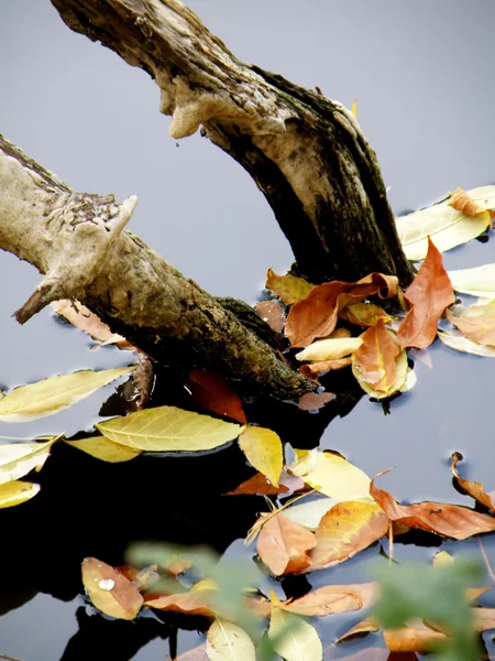 Queda de folhas em um lago — Fotografia de Stock