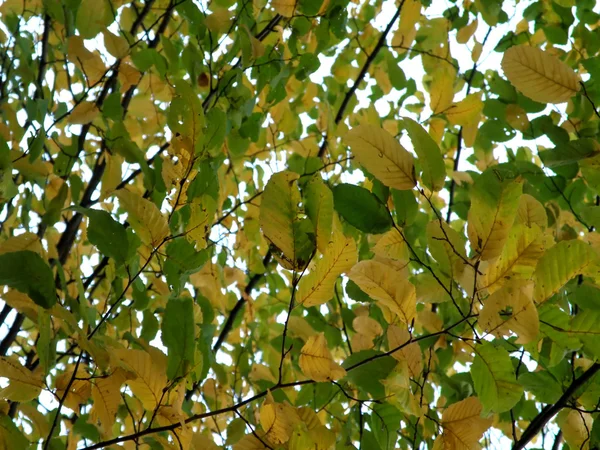 stock image Autumn leafs