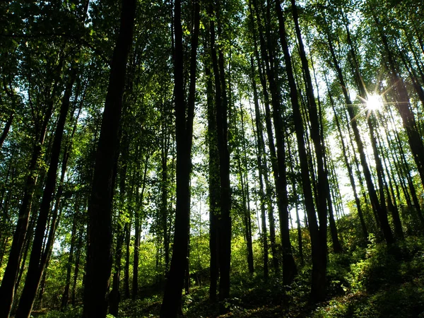 stock image Morning in the forest