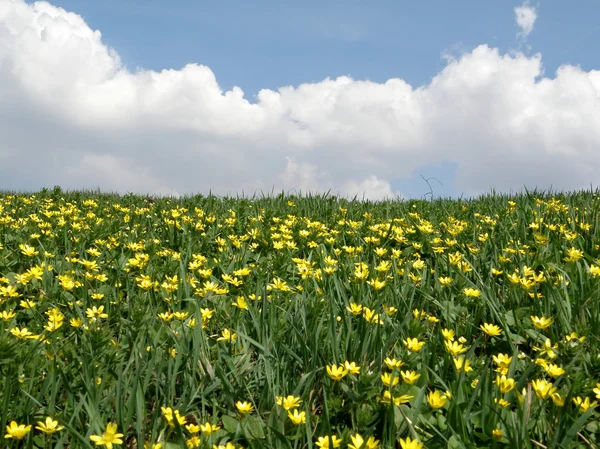 stock image Spring meadow