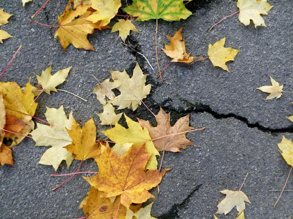 Herbstblätter auf der Straße Stockbild