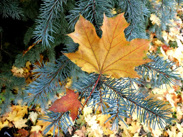 Foglie di autunno su un abete Fotografia Stock