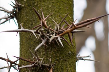 Trunk of a tropical tree with sharp spikes clipart