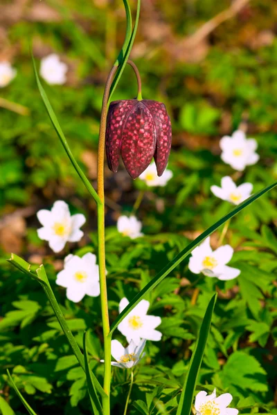 Fritillaria meleagris — Stock Photo, Image