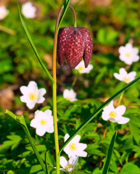 Fritillaria Μελεαγρίς — Φωτογραφία Αρχείου