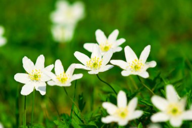 Ahşap şakayık (Anemone nemorosa)