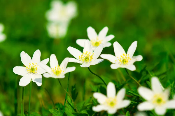 stock image Wood anemone (Anemone nemorosa)