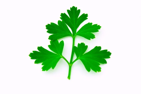 Branch of fresh parsley — Stock Photo, Image