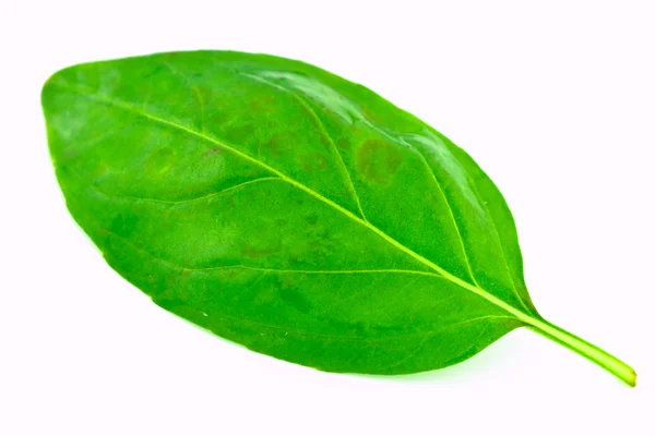 아기 시금치 잎 — 스톡 사진