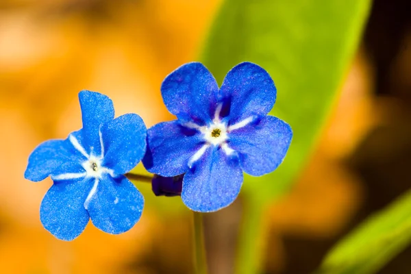Forget me not flower — Stock Photo, Image