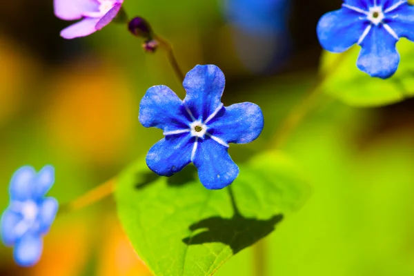 Forget me not flower — Stock Photo, Image