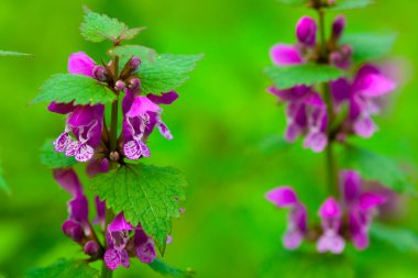 Ölü-ısırgan (Lamium orvala)