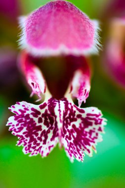 Ölü-ısırgan (Lamium orvala) çiçek