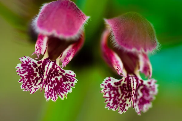 Blume der Brennnessel (lamium orvala) — Stockfoto