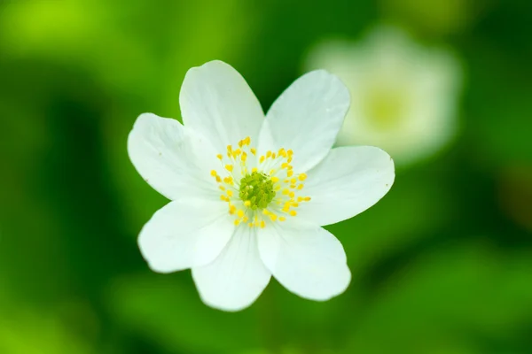 Geraniumuri mici albe în Munții Stâncoși — Fotografie, imagine de stoc