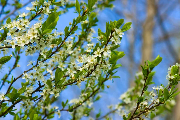 Flores blancas floreciendo en la rama, primavera —  Fotos de Stock