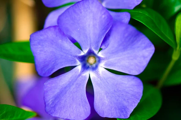 Ogród letni - kwiaty barwinek — Zdjęcie stockowe
